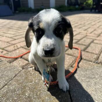 Beagle and Mixed Breed Dogs Available for Adoption in Campton Hills, Illinois - Todd | PetCurious