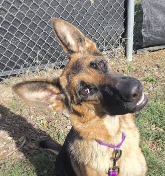 Vivian -  German Shepherd Dog Dog for Adoption in Salem, Oregon - Vivian | PetCurious