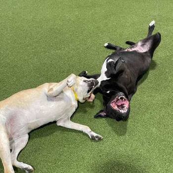 Lil Bit -  Boxer and Mastiff Dog for Adoption in Lenexa, Kansas - Lil Bit | PetCurious