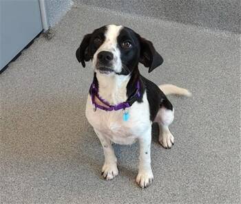 BANDIT -  Hound and Mixed Breed Dog for Adoption in Leesburg, Virginia - BANDIT | PetCurious