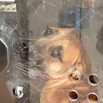 Mixed Breed Dogs Available for Adoption in Philadelphia, Pennsylvania - Sheba | PetCurious
