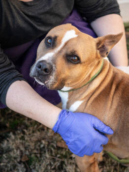 Rescue Mixed Breed Dogs for Adoption in Chamblee, Georgia - Lila Love- IN FOSTER | PetCurious