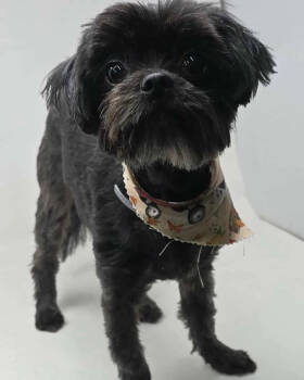 Rescue Shih Tzu Dogs for Adoption in New York, New York - Brightstar | PetCurious