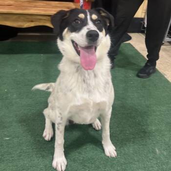 FWT Ava -  Australian Shepherd Dog for Adoption in Midland, Texas - FWT Ava | PetCurious