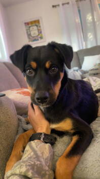 Rescue Mixed Breed Dogs for Adoption in Germantown, Ohio - Tangerine | PetCurious