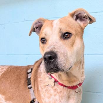 Hound Dogs Available for Adoption - Sonny | PetCurious