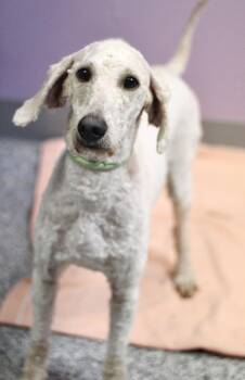 Donut in NH. Come Meet our Adoptable Dogs Wednesday-Saturday. Mo -  Poodle Dog for Adoption in Manchester, New Hampshire - Donut In NH. Come Meet Our Adoptable Dogs Wednesday-Saturday. Mo | PetCurious
