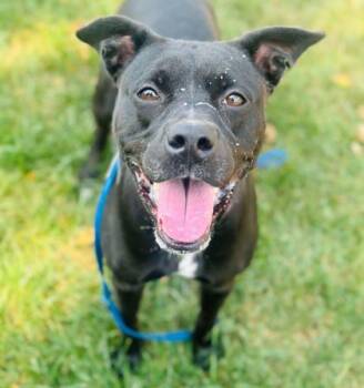 Rescue Mixed Breed Dogs for Adoption in West Chester, Pennsylvania - Frankie | PetCurious