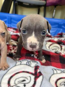 Love - Rosie -  American Bulldog Dog for Adoption in Lakeland, Florida - Love - Rosie | PetCurious