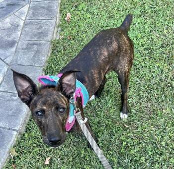 Rescue Boxer and Dutch Shepherd Dogs for Adoption in Middletown, Connecticut - Bruno | PetCurious