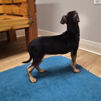 Ella -  Chihuahua and Dachshund Dog for Adoption in Woodstock, Illinois - Ella | PetCurious