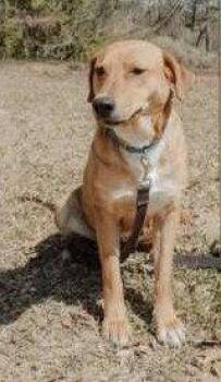 Joone -  German Shepherd Dog and Labrador Retriever Dog for Adoption in Attalla, Alabama - Joone | PetCurious