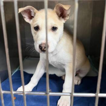Charlotte -  Terrier and Mixed Breed Dog for Adoption in Madisonville, Kentucky - Charlotte | PetCurious