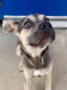 Vince LaSale -  Pit Bull Terrier and Mixed Breed Dog for Adoption in New Orleans, Louisiana - Vince LaSale | PetCurious