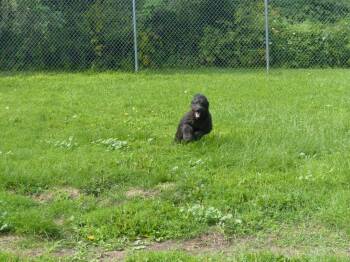 Athena -  German Shepherd Dog and Poodle Dog for Adoption in Ogdensburg, New York - Athena | PetCurious