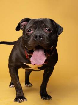 Mixed Breed Dogs Available for Adoption - Bronco | PetCurious