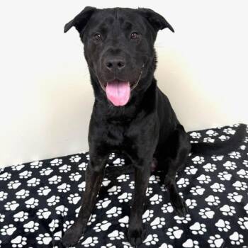 Trooper -  Labrador Retriever Dog for Adoption in Greensburg, Pennsylvania - Trooper | PetCurious