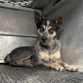 Sal -  Australian Cattle Dog Blue Heeler Dog for Adoption in Edinburg, Texas - Sal | PetCurious