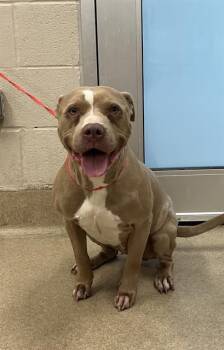 A233835 -  American Staffordshire Terrier and Mixed Breed Dog for Adoption in Grand Prairie, Texas - A233835 | PetCurious