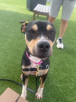 Tessie -  Mixed Breed Dog for Adoption in Hamilton, Ohio - Tessie | PetCurious