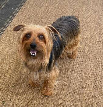 Yorkshire Terrier Dogs Available for Adoption in Salamanca, New York - Oakley  | PetCurious