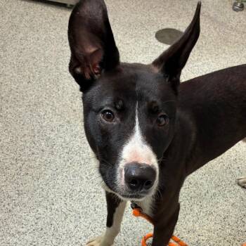 Guacamole/OPAC6993 -  Shepherd and Mixed Breed Dog for Adoption in Oak Park, Illinois - Guacamole/OPAC6993 | PetCurious