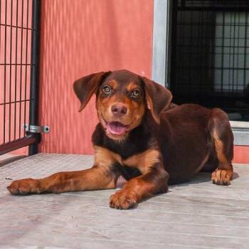 Rhonda -  Mixed Breed Dog for Adoption in Bradenton, Florida - Rhonda | PetCurious