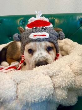 Churro Chip Cutie Kiddy -  Labrador Retriever Dog for Adoption in Friendswood, Texas - Churro Chip Cutie Kiddy | PetCurious