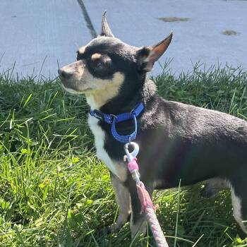 Thor -  Chihuahua Dog for Adoption in Amsterdam, New York - Thor | PetCurious