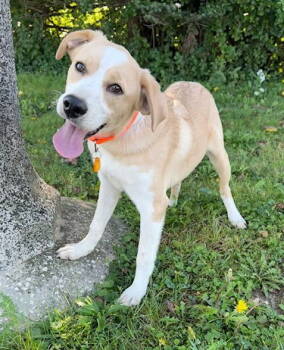 Rescue Labrador Retriever Dogs for Adoption in North Prairie, Wisconsin - **JAMES** | PetCurious