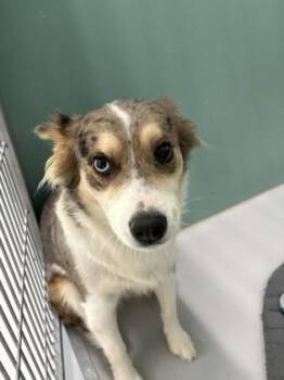 Scout 980-26 -  Australian Shepherd and Mixed Breed Dog for Adoption in Cumming, Georgia - Scout 980-26 | PetCurious