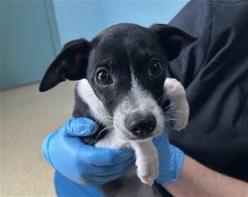 LASSO -  Mixed Breed Dog for Adoption in Holbrook, New York - LASSO | PetCurious