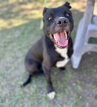 Pit Bull Terrier and Mixed Breed Dogs Available for Adoption - ONYX | PetCurious