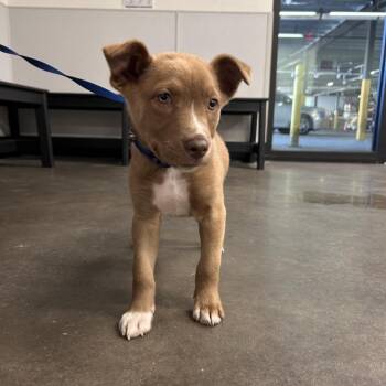 Kemba -  Australian Shepherd and Mixed Breed Dog for Adoption in Tampa, Florida - Kemba | PetCurious