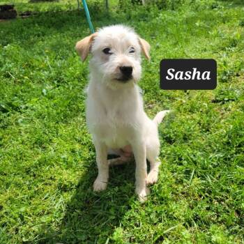 Labrador Retriever Dogs Available for Adoption in Buffalo, Missouri - Sasha | PetCurious