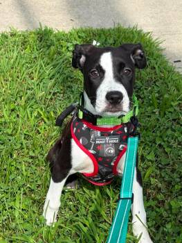 Rizzo -  Mixed Breed Dog for Adoption in Highland, New York - Rizzo | PetCurious
