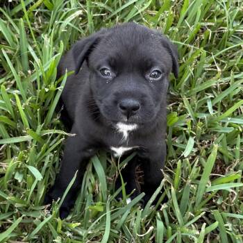 Harmony -  Labrador Retriever Dog for Adoption in The Woodlands, Texas - Harmony | PetCurious