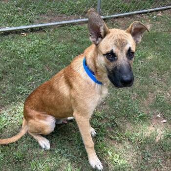 Miles -  Mixed Breed Dog for Adoption in Auburn, Alabama - Miles | PetCurious