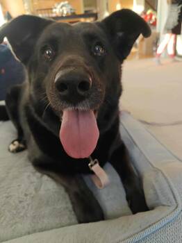 Rescue Black Labrador Retriever Dogs for Adoption in Worcester, Massachusetts - Harley | PetCurious