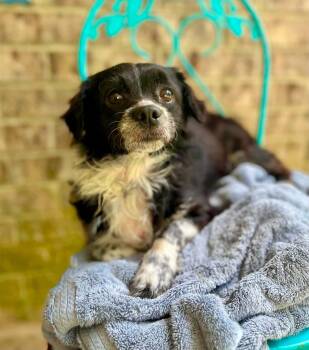 Mickey -  Shih Tzu and Yorkshire Terrier Dog for Adoption in Gulfport, Mississippi - Mickey | PetCurious