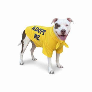 American Bully Dogs Available for Adoption - Luka-ADOPT Me!! | PetCurious