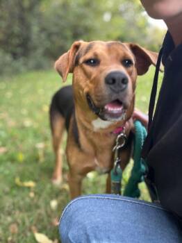 Ox- At the Shelter -  Hound and Shepherd Dog for Adoption in Rustburg, Virginia - Ox- At The Shelter | PetCurious
