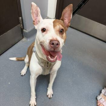 CoCo Chanel CM 8/19 -  Rat Terrier and American Staffordshire Terrier Dog for Adoption - CoCo Chanel CM 8/19 | PetCurious