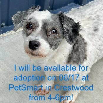 Bow -  Mixed Breed Dog for Adoption in Matteson, Illinois - Bow | PetCurious