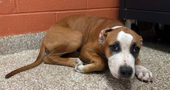REX -  Pit Bull Terrier Dog for Adoption in Colorado Springs, Colorado - REX | PetCurious