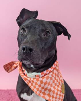 Pit Bull Terrier Dogs Available for Adoption in Columbus, Ohio - Ollie | PetCurious