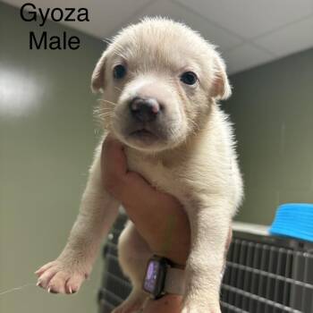 Gyoza -  Mixed Breed Dog for Adoption in Springboro, Ohio - Gyoza | PetCurious