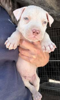 Pit Bull Terrier Dogs Available for Adoption - Gatsby | PetCurious