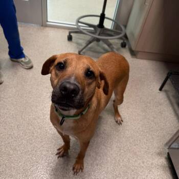 Black Mouth Cur and Mixed Breed Dogs Available for Adoption in Englewood, Florida - Tug Boat | PetCurious