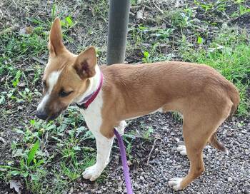 Tinker -  Australian Cattle Dog Blue Heeler and Mixed Breed Dog for Adoption in Saint Clairsville, Ohio - Tinker | PetCurious